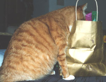 Even our pets get into the holiday spirit. Angus checks out his bag of toy mice.