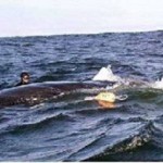 Rescued whale