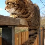 writing-prompt-cat writing-prompt-cat