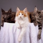 cats_maine_coons_kittens cats_maine_coons_kittens
