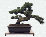 writing-prompt-bonsai