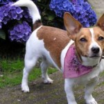 dog-tess_in_the_garden dog-tess_in_the_garden