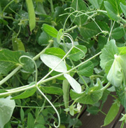 writing-prompt-snow-pea-tendrils