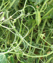 memoir-writing-prompt-tendrils