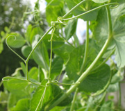 memoir-writing-prompt-tendrils memoir-writing-prompt-tendrils