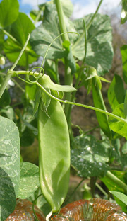 writing-prompt-snow-pea-tendril