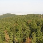 writing-prompt-forest