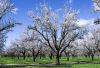 writing-prompt-almond-trees
