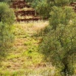 writing-prompt-forest-olive