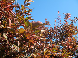 Season-plum-copper Season-plum-copper