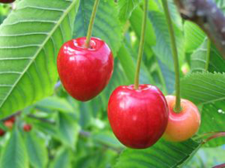 Writing Prompt Summer Cherries Writing Prompt Summer Cherries