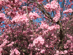 seasons-plum-flowering seasons-plum-flowering