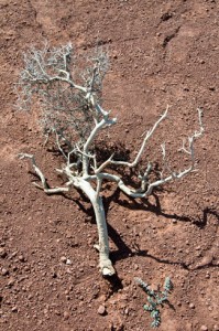 desertbranch_325x489