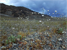 Gravel Ghost Photo by Dawn Endico