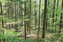 memoir, memoir writing prompts, memoir writing, autobiography, journaling