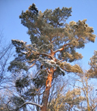 memoir, memoir writing prompt, memoir writing, journaling, autobiography