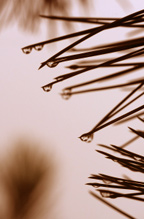 memoir, writing prompt, memoir writing, memoir writing prompt, journaling