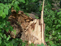 journaling, memoir, memoir writing