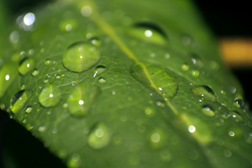 memoir, journaling, autobiography, memoir writing, memoir writing contest, life writing, family history