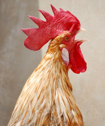 Is this rooster an "Early Bird?" More of this story below.