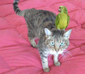 sabrina2 She walks a bit like Long John Silver, but she's walking.