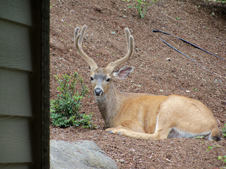 Memoir, memoir writing prompts, how to write a memoir, memoir writing, journaling, autobiography