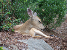 Memoir, memoir writing prompts, how to write a memoir, memoir writing, journaling, autobiography