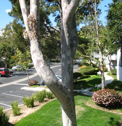 1-memoir-tree, memoir writing, memoir tips