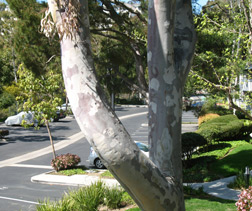 memoir writing tips, memoir writing prompts, storytelling