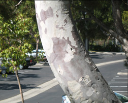 memoir writing tips, how to write a memoir, bring focus to your memoir