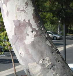 memoir writing prompt, memoir tip, memoir, storytelling