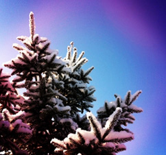 memoir writing contest, writing