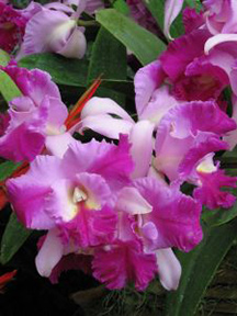 Hawaii-orchids, memoir writing