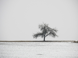 winter-tree, memoir