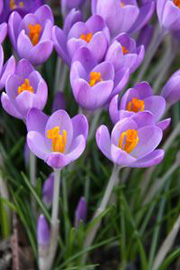 memoir writing contest-Spring stories