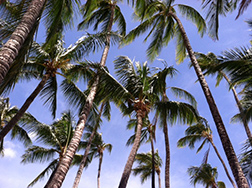 memoir writing prompt and birthdays