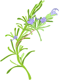 rosemary Rosemary for remembrance